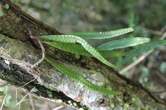 Microgramma lycopodioides