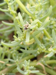 Suaeda maritima