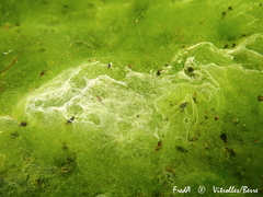 Bacteria
