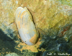 Pholas dactylus