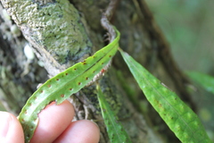 Microgramma lycopodioides