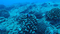 Pocillopora grandis