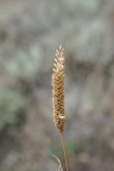 Phleum paniculatum