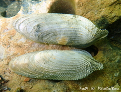 Pholas dactylus