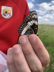 Limenitis weidemeyerii