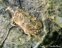 Rhithropanopeus harrisii