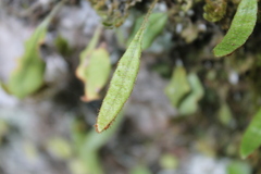 Elaphoglossum