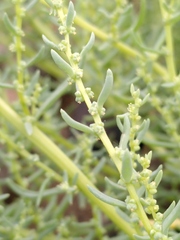 Suaeda maritima