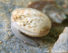 Ruditapes philippinarum