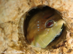 Salaria pavo