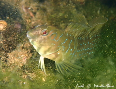 Salaria pavo