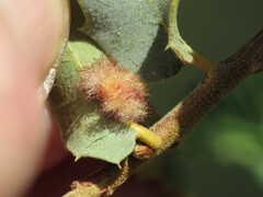 Neuroterus aliceae