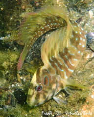 Salaria pavo