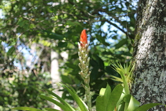 Guzmania monostachia