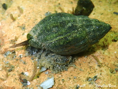 Tritia reticulata