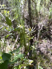 Knowltonia vesicatoria