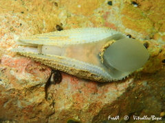 Pholas dactylus