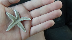 Astropecten