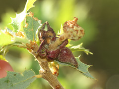 Disholcaspis pedunculoides