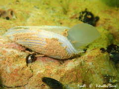 Pholas dactylus