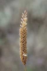 Phleum paniculatum