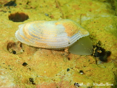 Pholas dactylus