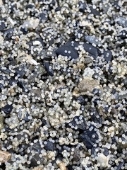 Mallotus catervarius