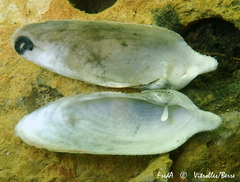 Pholas dactylus