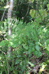 Pteridium