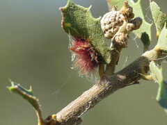 Neuroterus aliceae