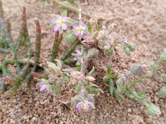 Spergularia marina