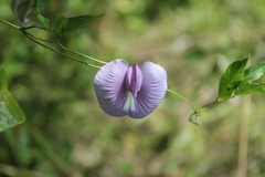 Centrosema virginianum