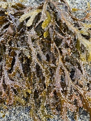 Mallotus catervarius