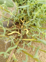 Suaeda maritima