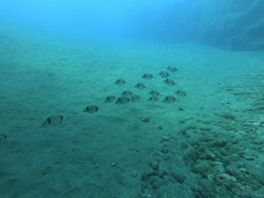 Diplodus vulgaris