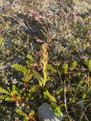 Platanthera hyperborea