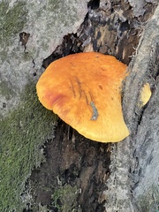 Gymnopilus luteus
