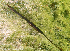 Syngnathus abaster