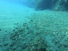 Diplodus vulgaris
