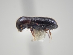 Xyleborinus attenuatus