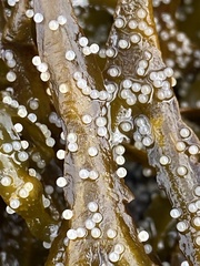 Mallotus catervarius