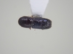 Xyleborinus attenuatus