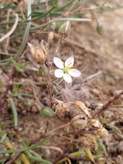Spergularia media