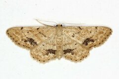 Idaea belemiata