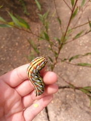 Eumorpha fasciatus