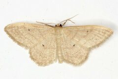 Idaea consanguiberica
