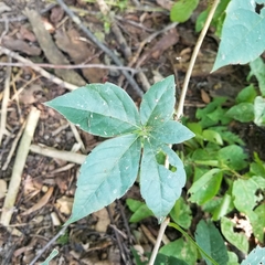 Parthenocissus quinquefolia
