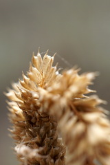 Phleum paniculatum