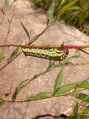 Eumorpha fasciatus
