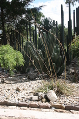 Agave tenuifolia